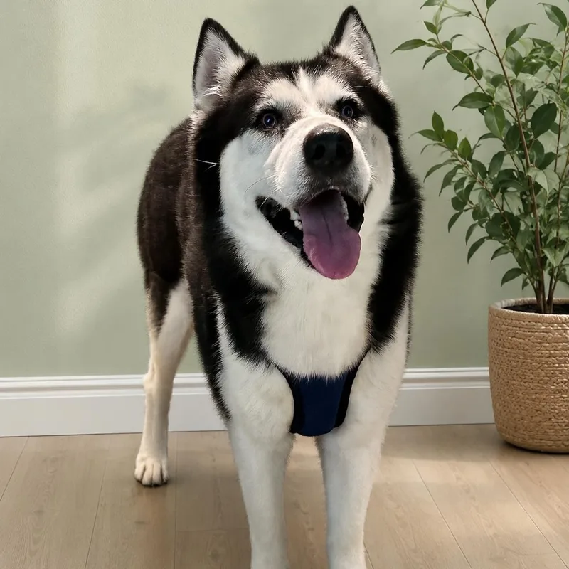 An adult large-sized male Black Siberian Husky dog named Bear for adoption in Houston, TX