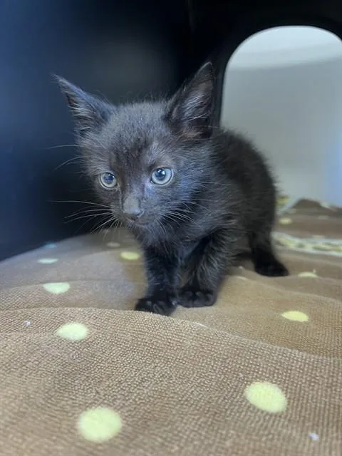 A baby small-sized male Domestic Short Hair cat named Onyx for adoption in Ontario, CA