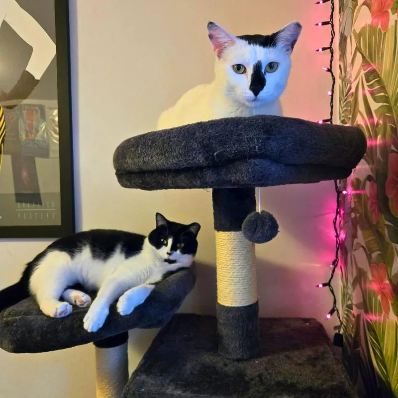A young medium-sized female Black & White / Tuxedo Domestic Short Hair cat named Daisy & Lily for adoption in Forest Hills, NY