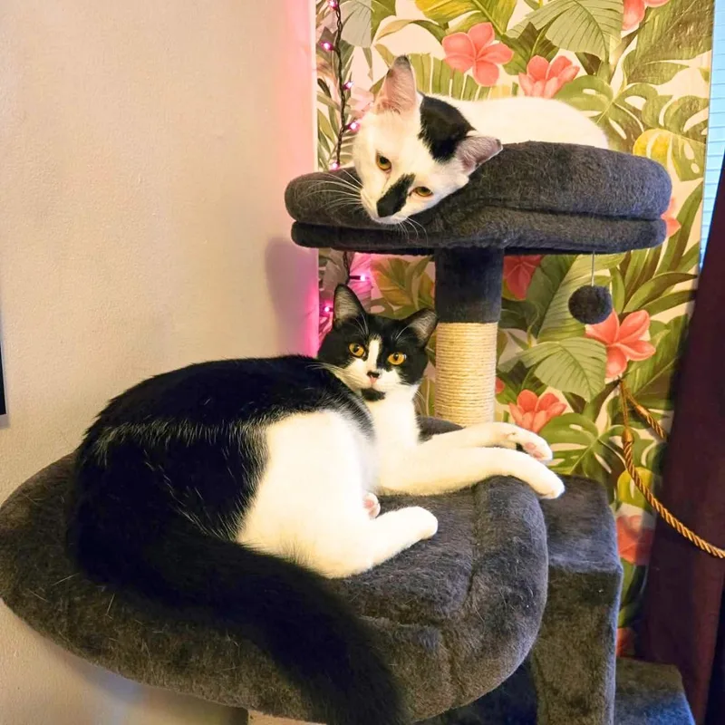 Daisy & Lily  thumbnail 3