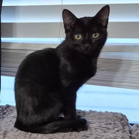 A baby small-sized female Black Domestic Short Hair cat named Cricket for adoption in Midland, TX