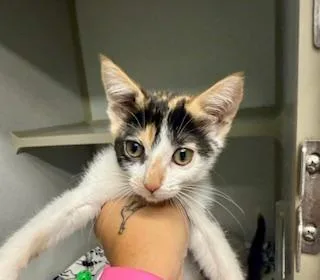 A baby medium-sized female Calico cat named Cleo for adoption in Winter Haven, FL
