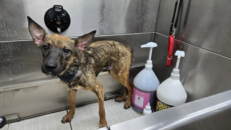 A young medium-sized male German Shepherd Dog dog named Thor for adoption in Centreville, VA