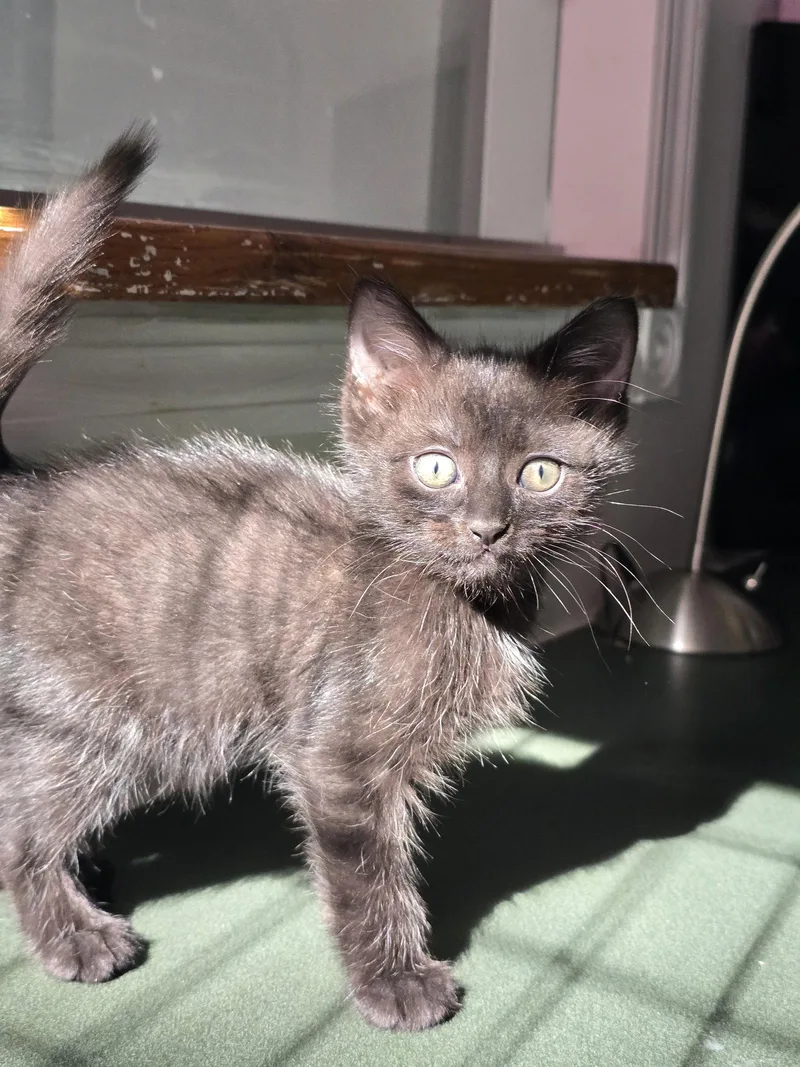 A baby small-sized female Domestic Short Hair cat named Sue Boy for adoption in Locust Grove, GA