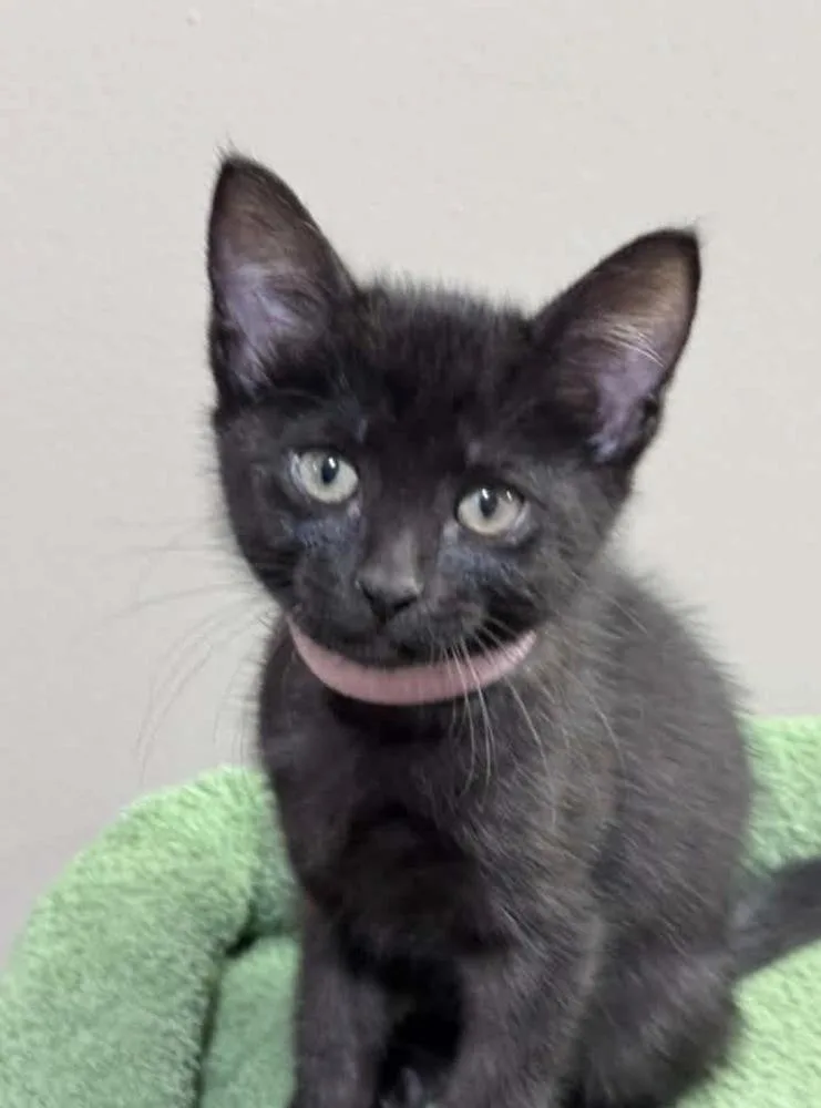 A baby small-sized female Black Domestic Short Hair cat named Zion for adoption in Lincoln, NE