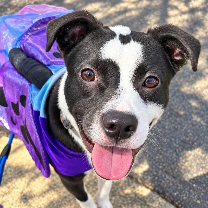A young medium-sized female White / Cream Pit Bull Terrier dog named Luna for adoption in Griswold, CT