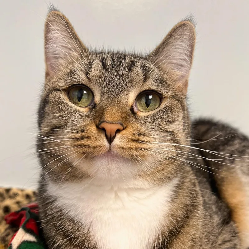 An adult small-sized female Brown / Chocolate Domestic Short Hair cat named Jojo for adoption in Arlington Heights, IL