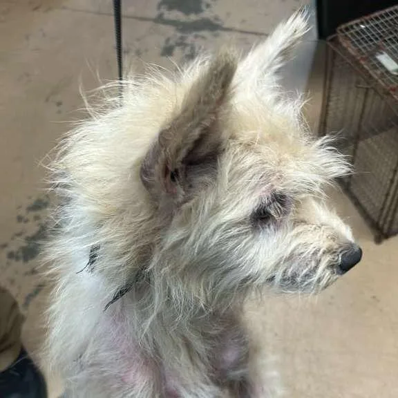 An adult small-sized male White / Cream Mixed Breed dog named Bashful for adoption in Gadsden, AL