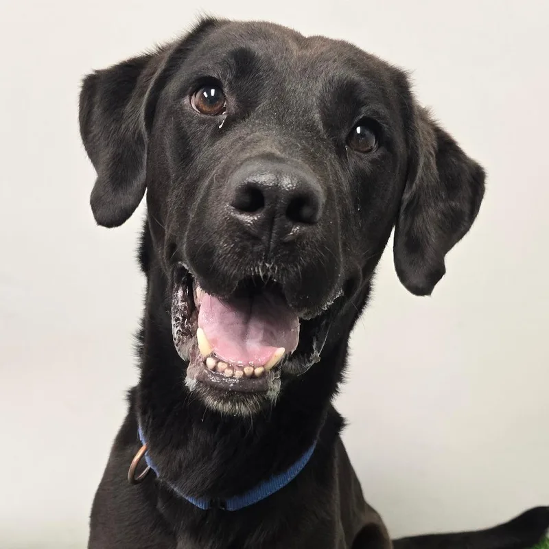 An adult large-sized male Black Labrador Retriever dog named Rex for adoption in Columbia, MO