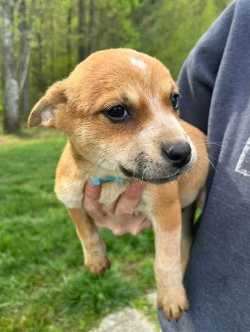 A baby medium-sized male White / Cream Australian Cattle Dog / Blue Heeler dog named Benji for adoption in Mocksville, NC