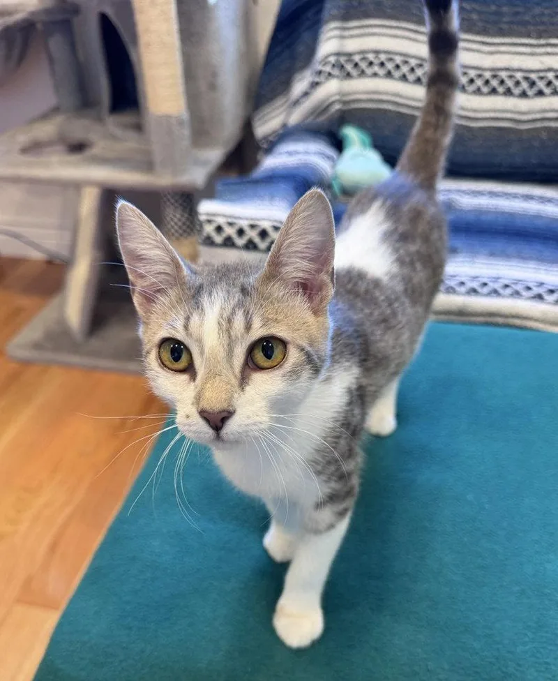A young medium-sized female Tabby cat named Misty for adoption in Alameda, CA