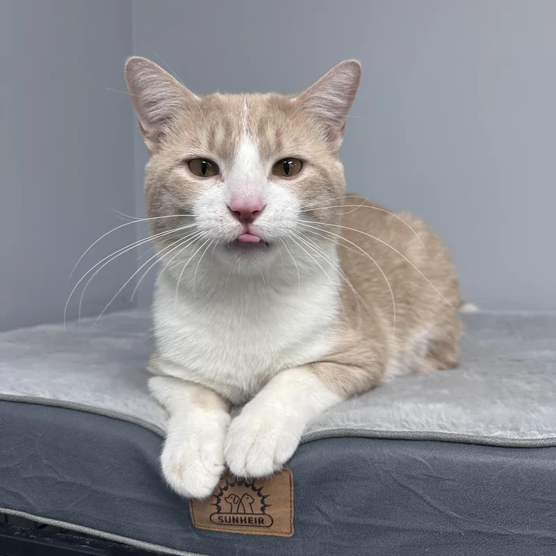 An adult medium-sized male Buff / Tan / Fawn Domestic Short Hair cat named Willy for adoption in Blaine, MN