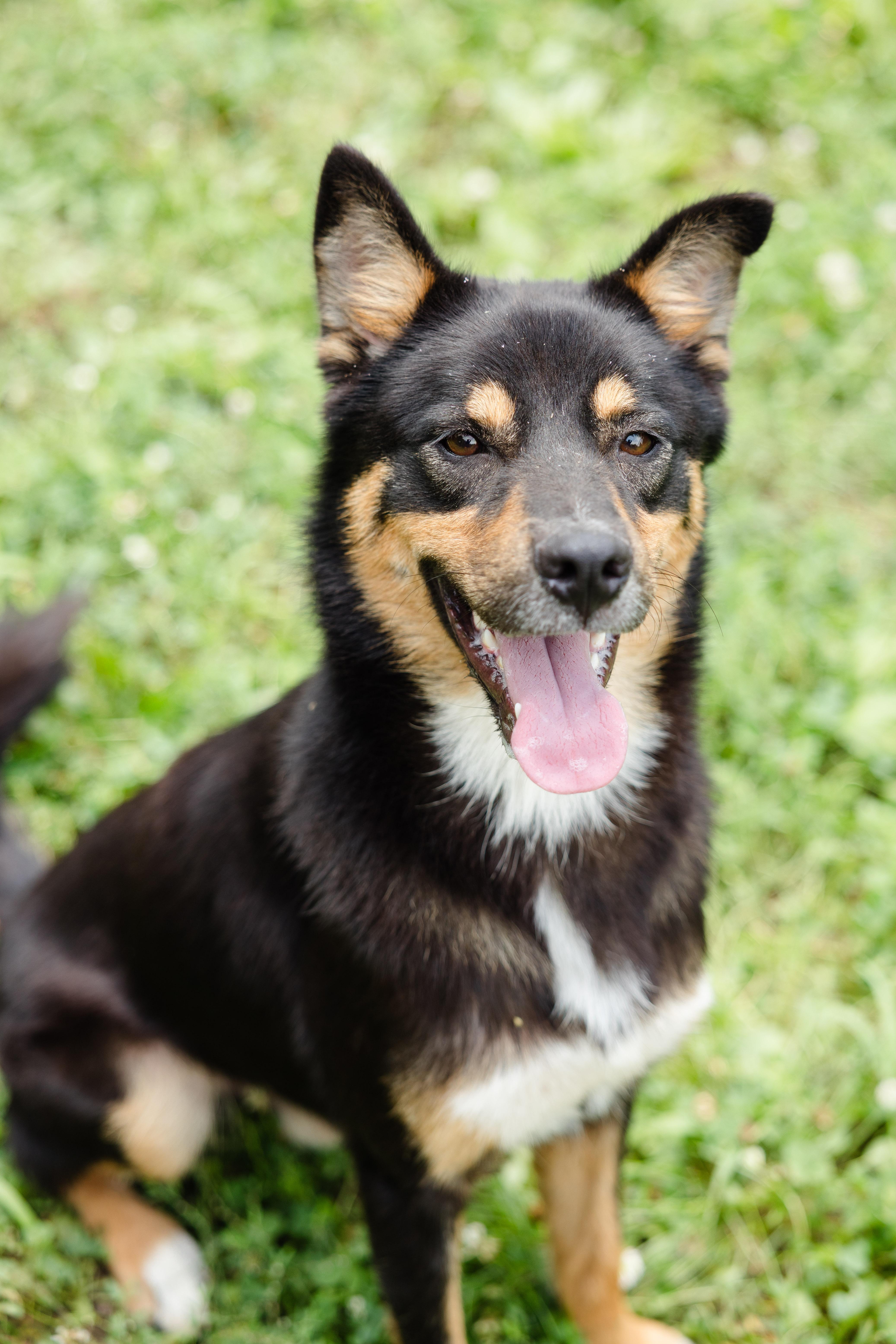 An adult medium-sized male Australian Kelpie dog named Morgan for adoption in Newburgh, IN