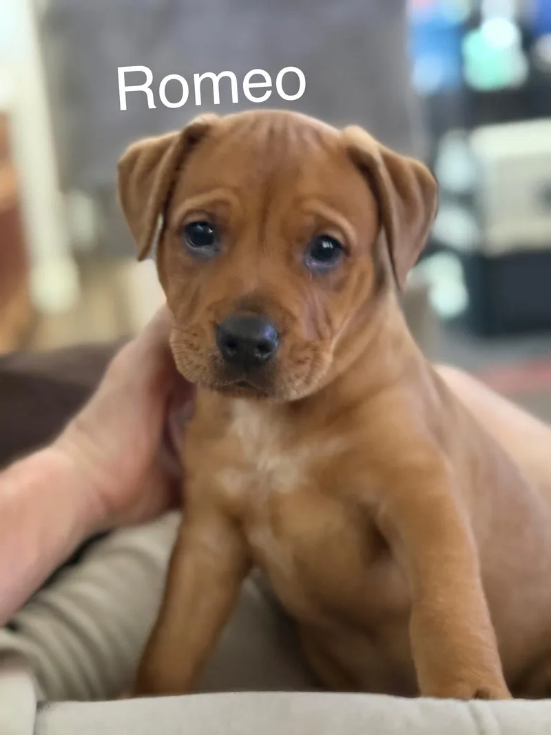 Romeo Cs thumbnail 2