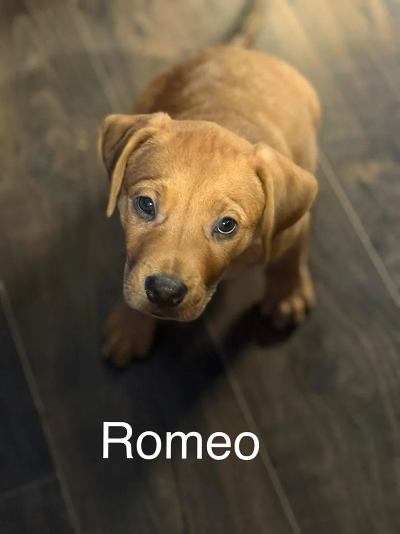 Romeo Cs