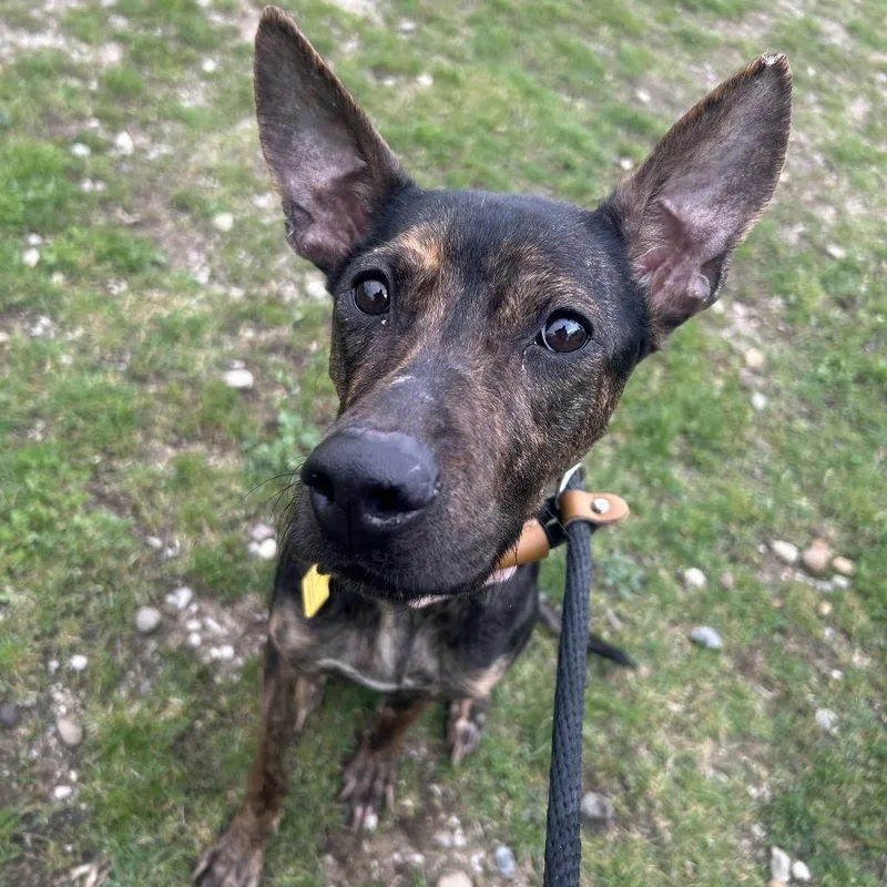 A young medium-sized female Black English Shepherd dog named Peppa for adoption in Avon, OH