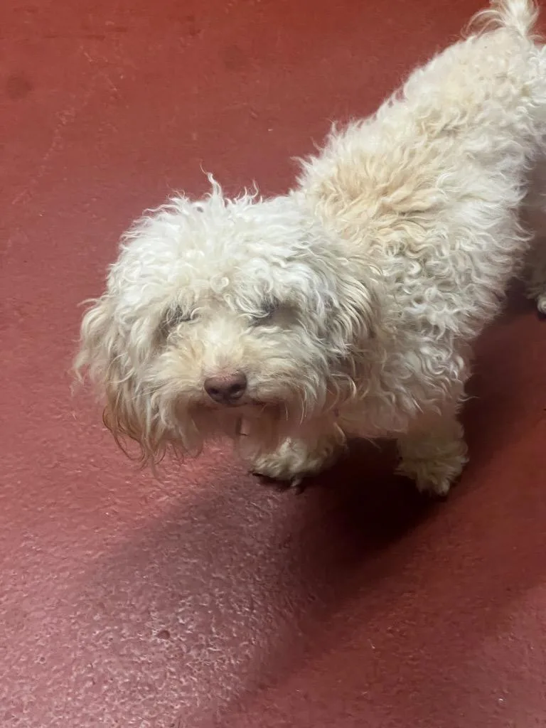 A young small-sized male Poodle dog named Baron for adoption in Douglasville, GA