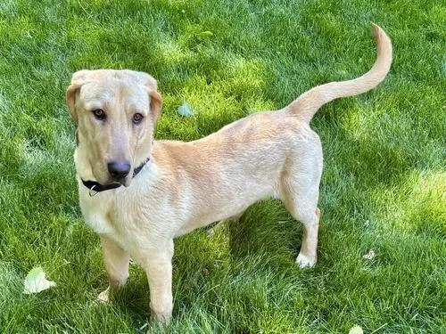 An adult medium-sized male Yellow / Tan / Blond / Fawn Basset Hound dog named Baxter for adoption in St. Paul, MN