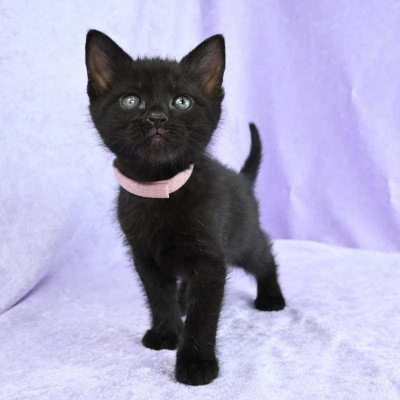 A baby small-sized female Black Domestic Short Hair cat named Ruby for adoption in Mobile, AL
