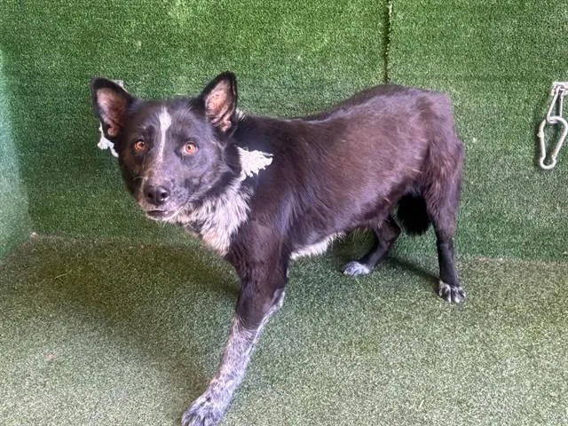 A young medium-sized female Australian Cattle Dog / Blue Heeler dog named Panda for adoption in Lancaster, CA