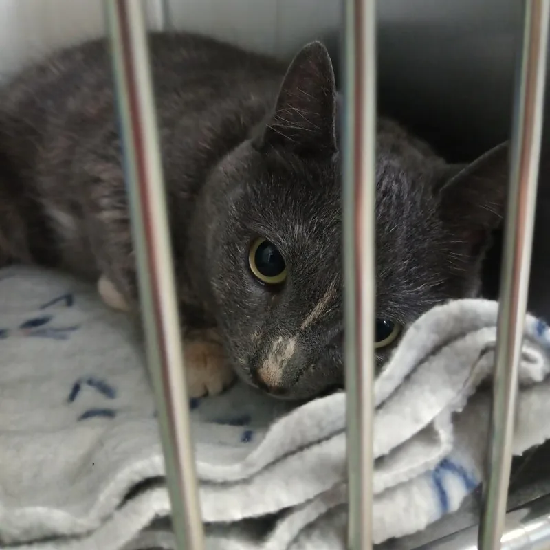 An adult large-sized female Gray / Blue / Silver Domestic Short Hair cat named Lola for adoption in Valley, AL