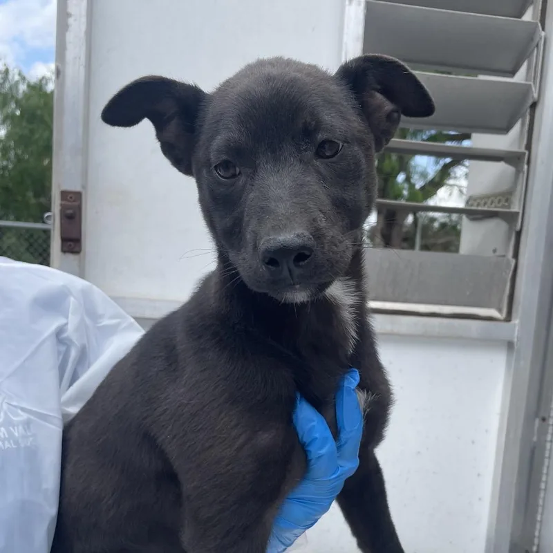 A baby small-sized female Black Shepherd dog named Roo for adoption in Edinburg, TX