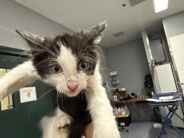 A baby small-sized male Domestic Medium Hair cat named A for adoption in Thousand Palms, CA