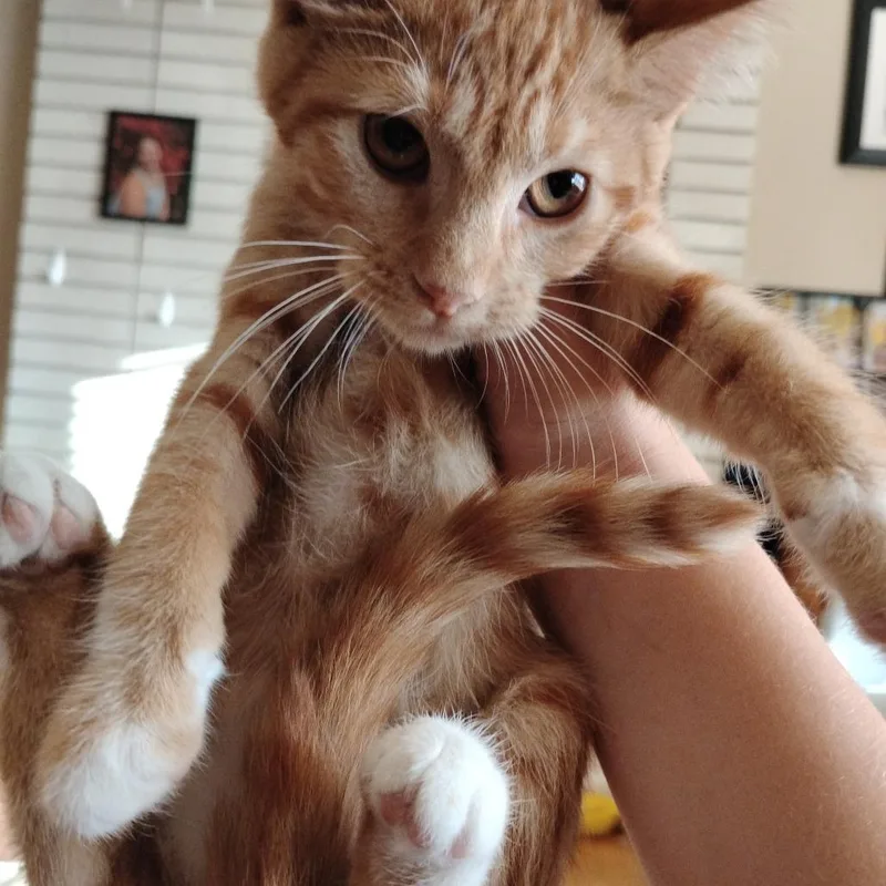 A baby small-sized male Orange / Red Domestic Short Hair cat named Ogdoad for adoption in Grantsville, UT
