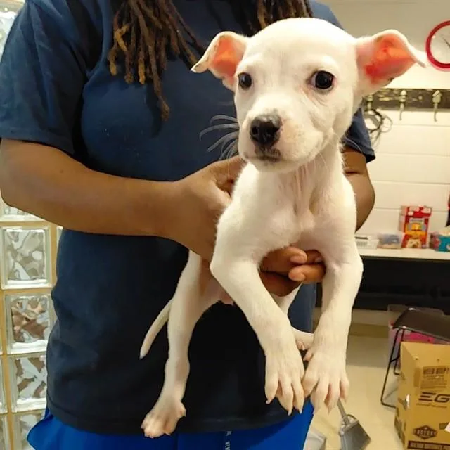 A baby small-sized female Labrador Retriever dog named Divine Diana for adoption in Huntsville, AL
