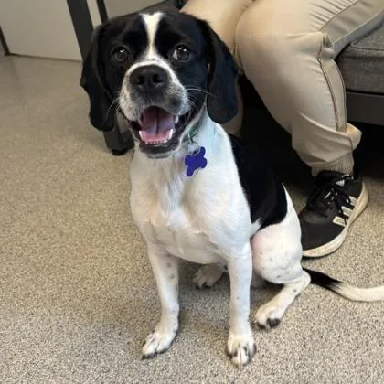 A young medium-sized male Black Mixed Breed dog named Benson for adoption in Lansing, MI