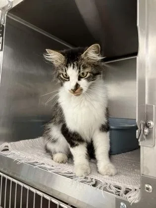 An adult medium-sized male Domestic Medium Hair cat named Ned for adoption in Fergus Falls, MN