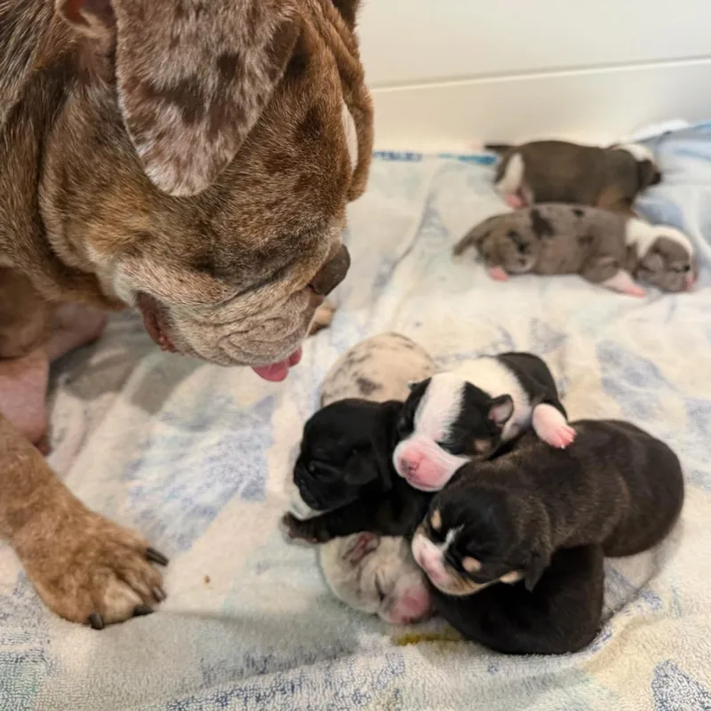 A baby small-sized male White / Cream English Bulldog dog named Quartz for adoption in Turlock, CA