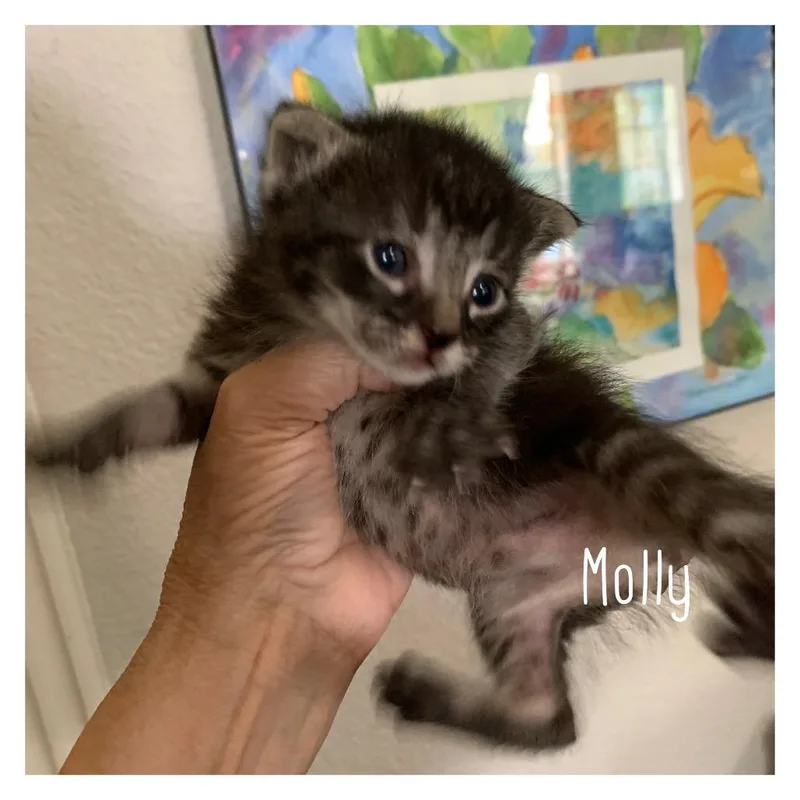 Molly thumbnail 2