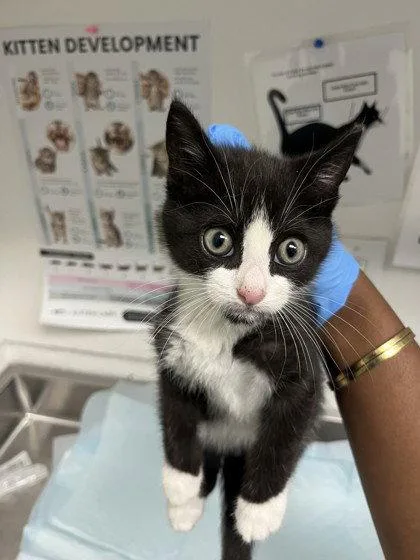 A baby small-sized male Black Domestic Short Hair cat named Mr.Moo for adoption in Oakland, CA