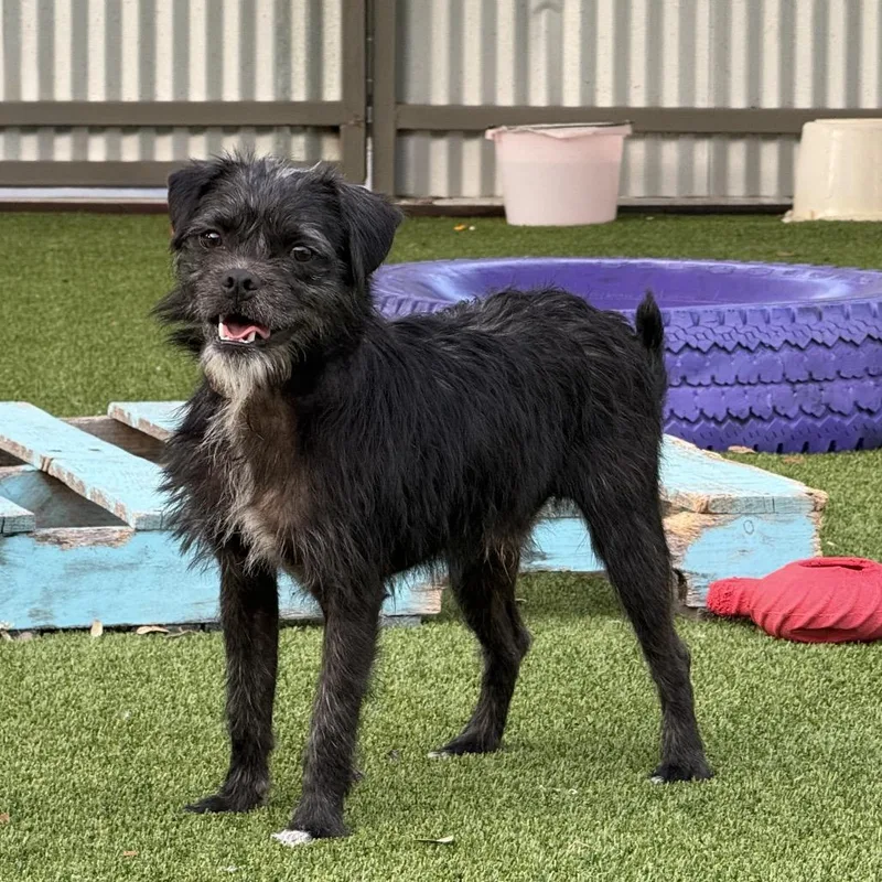 An adult small-sized male Terrier dog named Tate for adoption in Hondo, TX