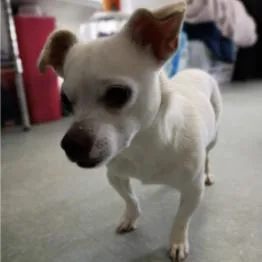 A young small-sized male White / Cream Mixed Breed dog named Chuck for adoption in Westhampton, NY