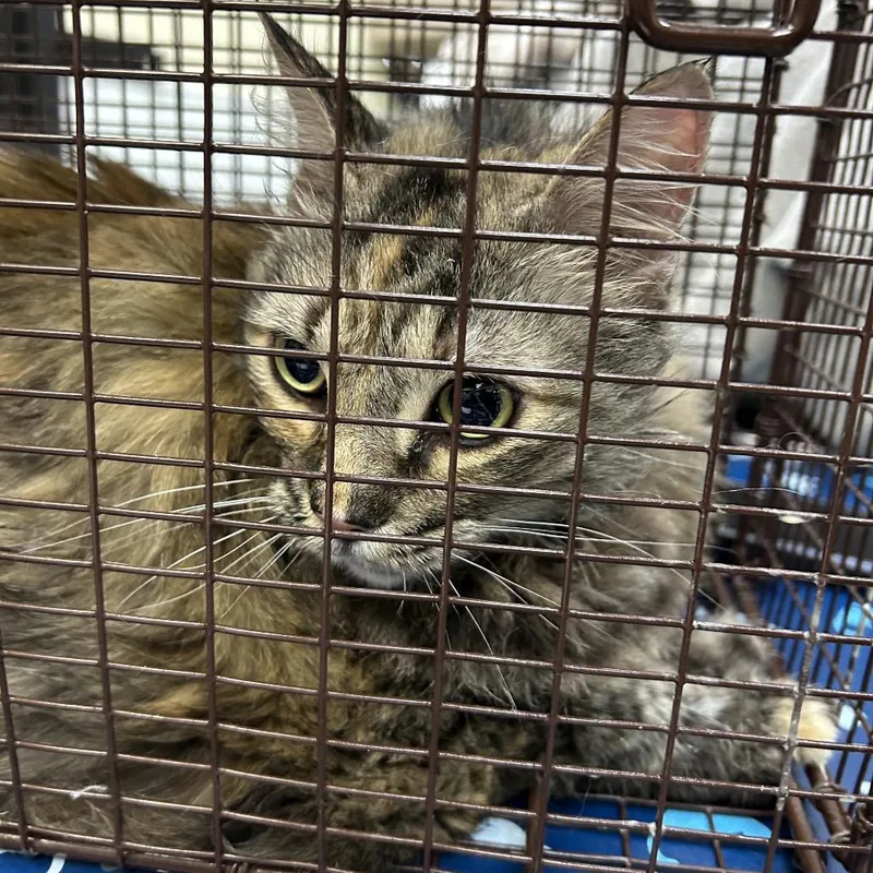An adult large-sized female Tortoiseshell Domestic Medium Hair cat named Feather for adoption in Galveston, TX