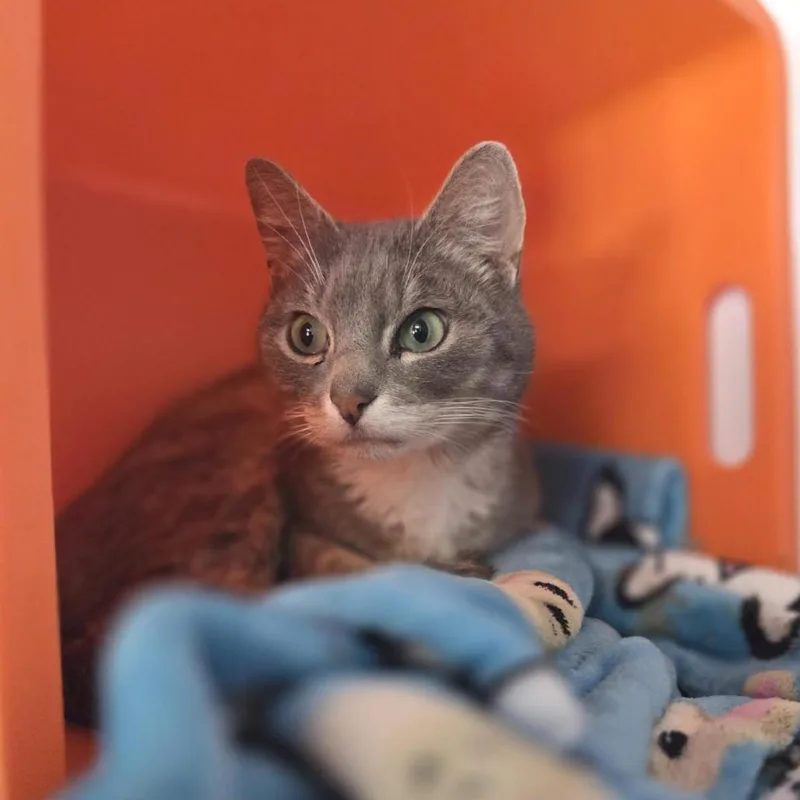 An adult medium-sized male Brown / Chocolate Domestic Short Hair cat named Banjo for adoption in Houston, TX