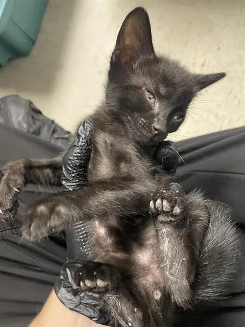 A baby medium-sized male Domestic Short Hair cat named A for adoption in Stockton, CA