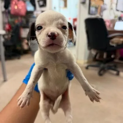 A baby medium-sized female Retriever dog named Squirt for adoption in Morton Grove, IL