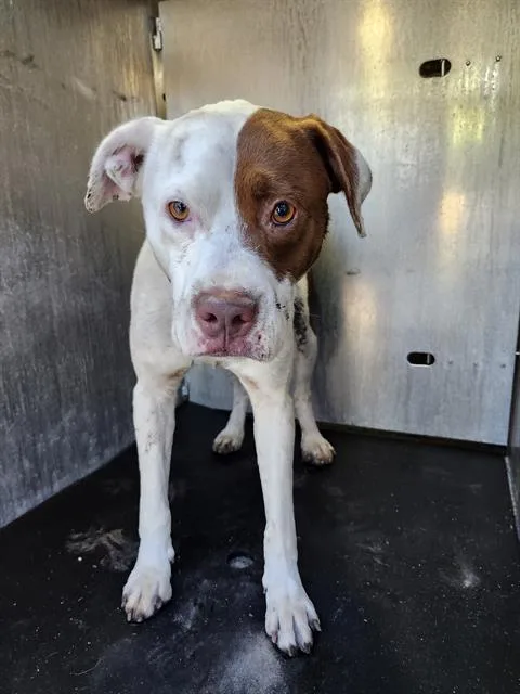 An adult large-sized male American Bulldog dog named A for adoption in San Antonio, TX