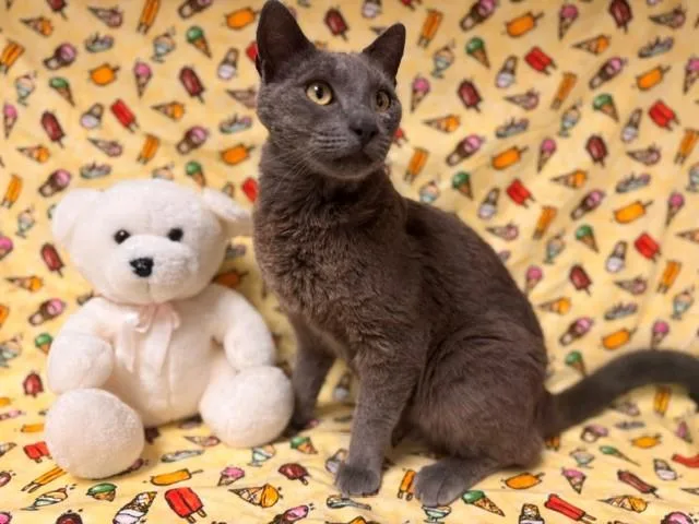 An adult large-sized male Russian Blue cat named Mr. Midnight for adoption in Fairfield, CA
