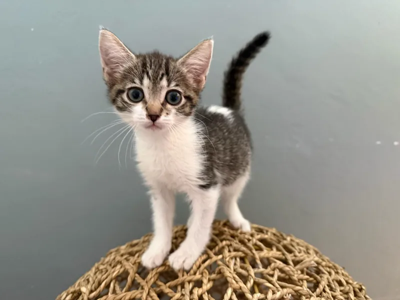 A baby small-sized female Tabby (Buff / Tan / Fawn) Domestic Short Hair cat named Hailey & Harper Bonded for adoption in Boca Raton, FL