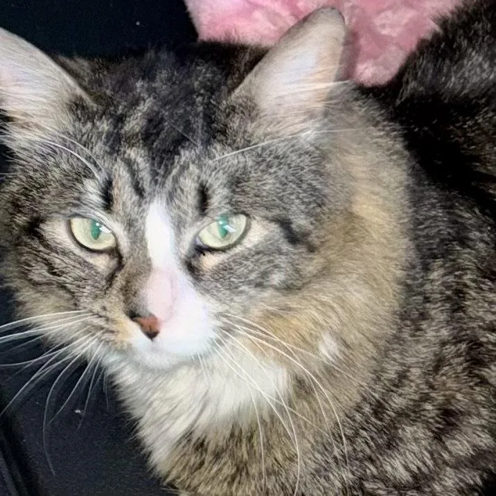 A young medium-sized male Calico cat named Jake for adoption in Flushing, NY