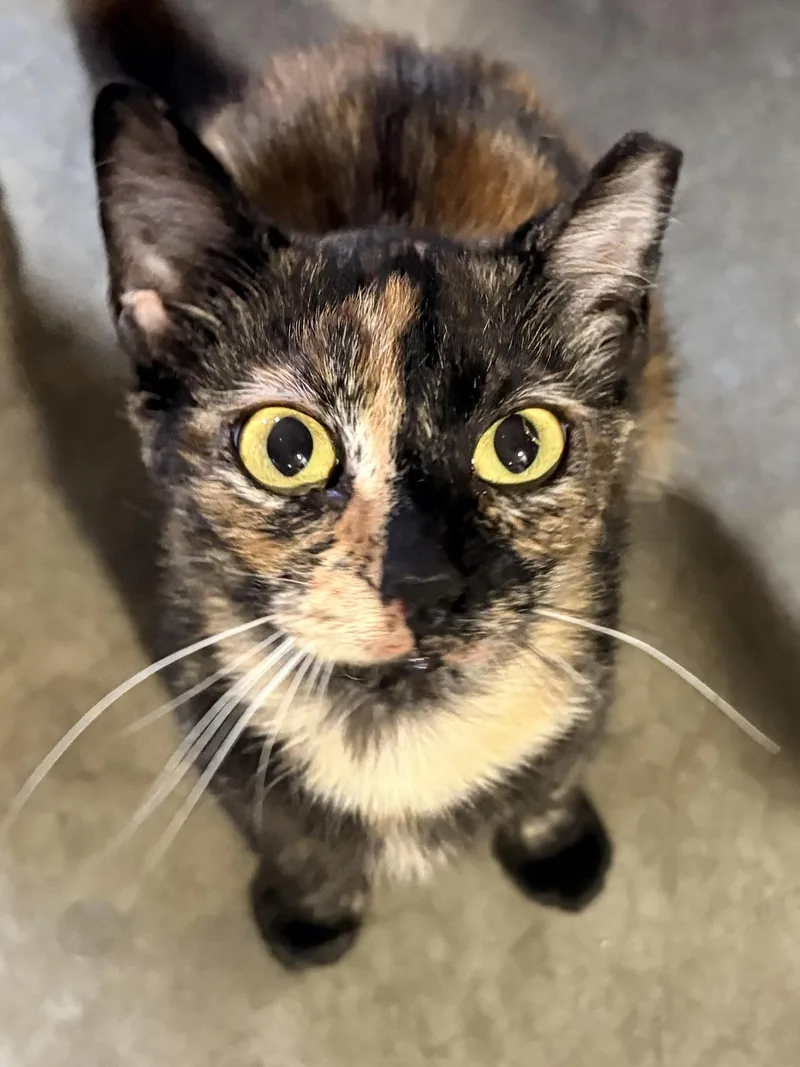 An adult small-sized female Tortoiseshell Domestic Short Hair cat named Rosie for adoption in Hayward, CA