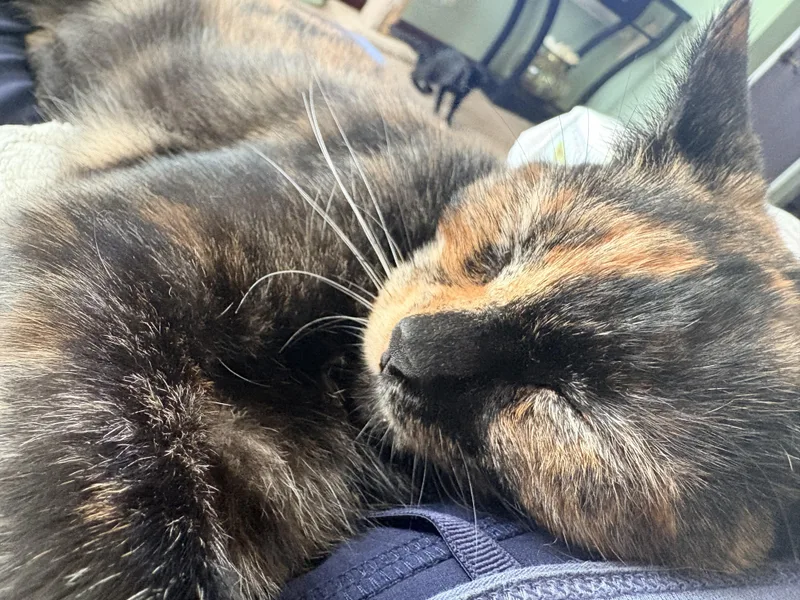 Rosie thumbnail 5