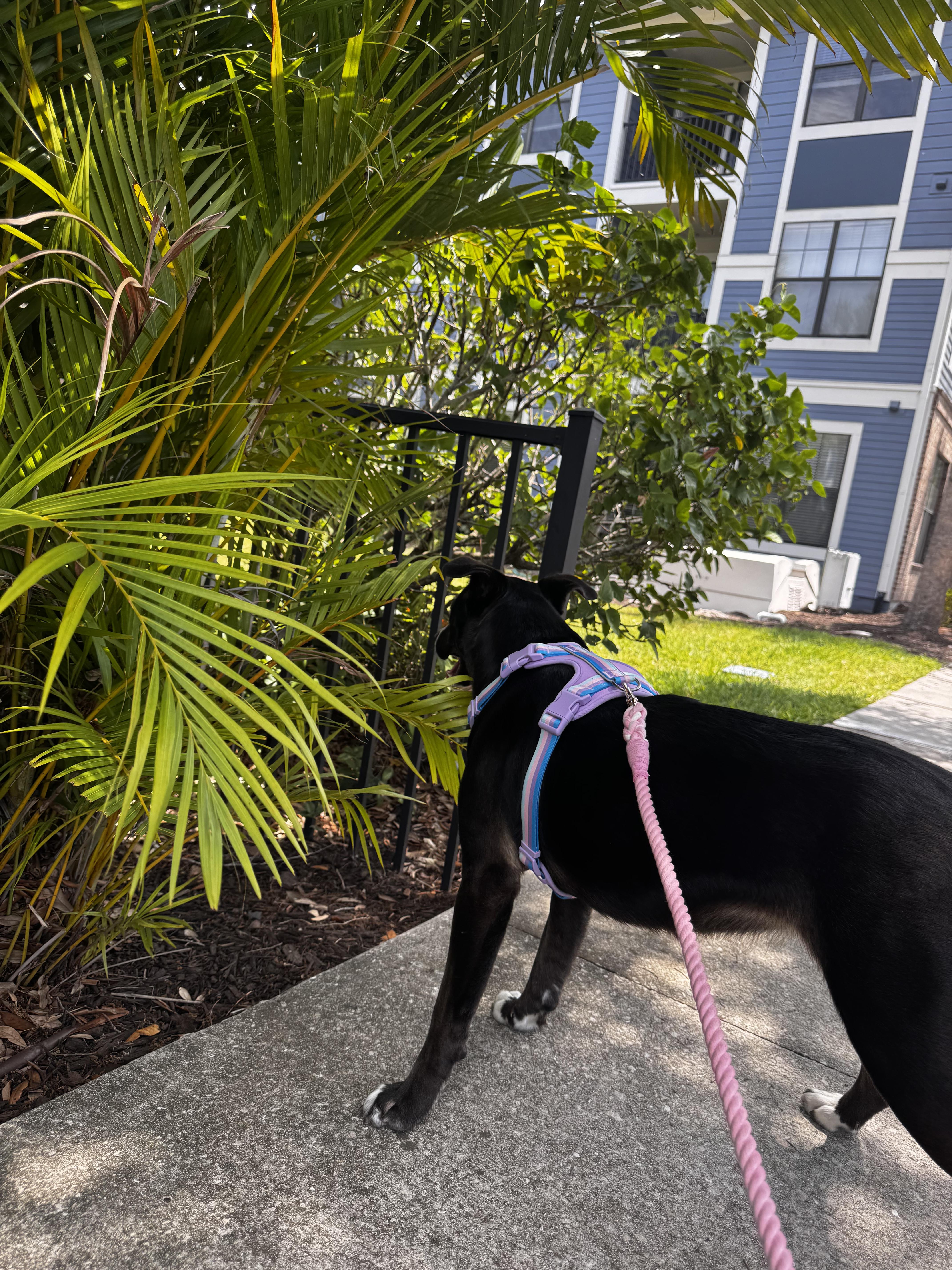 Florence thumbnail 2