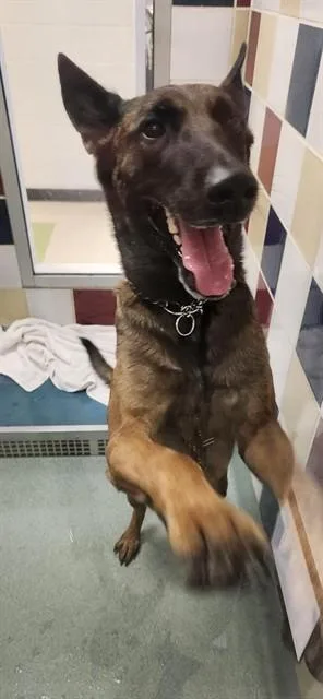 A young large-sized male Belgian Shepherd / Malinois dog named Tyson A for adoption in Plano, TX