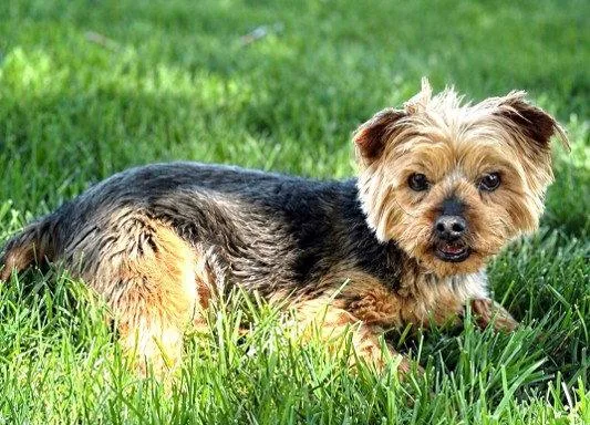 An adult small-sized male Yorkshire Terrier dog named Ashton Kutcher "soft Furry for adoption in St. Louis, MO