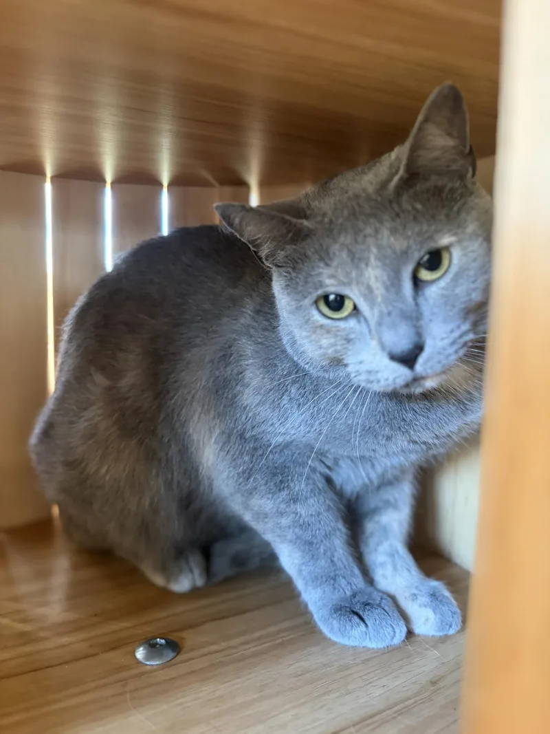 A young medium-sized female Dilute Tortoiseshell cat named Phoenix for adoption in Greensburg, PA